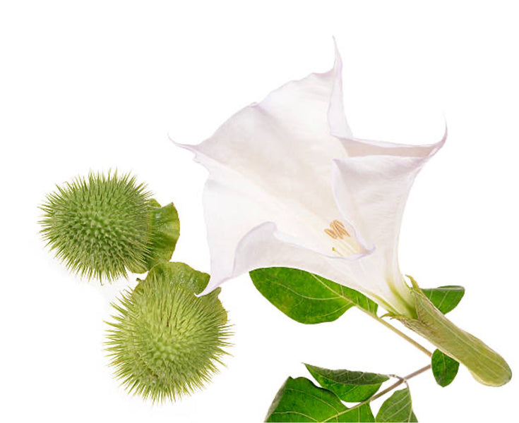 Datura Oil for Hair Growth: Benefits & How to Use It?