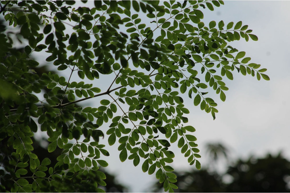 Moringa Oil for Hair Growth: Benefits, Results & How to Use It