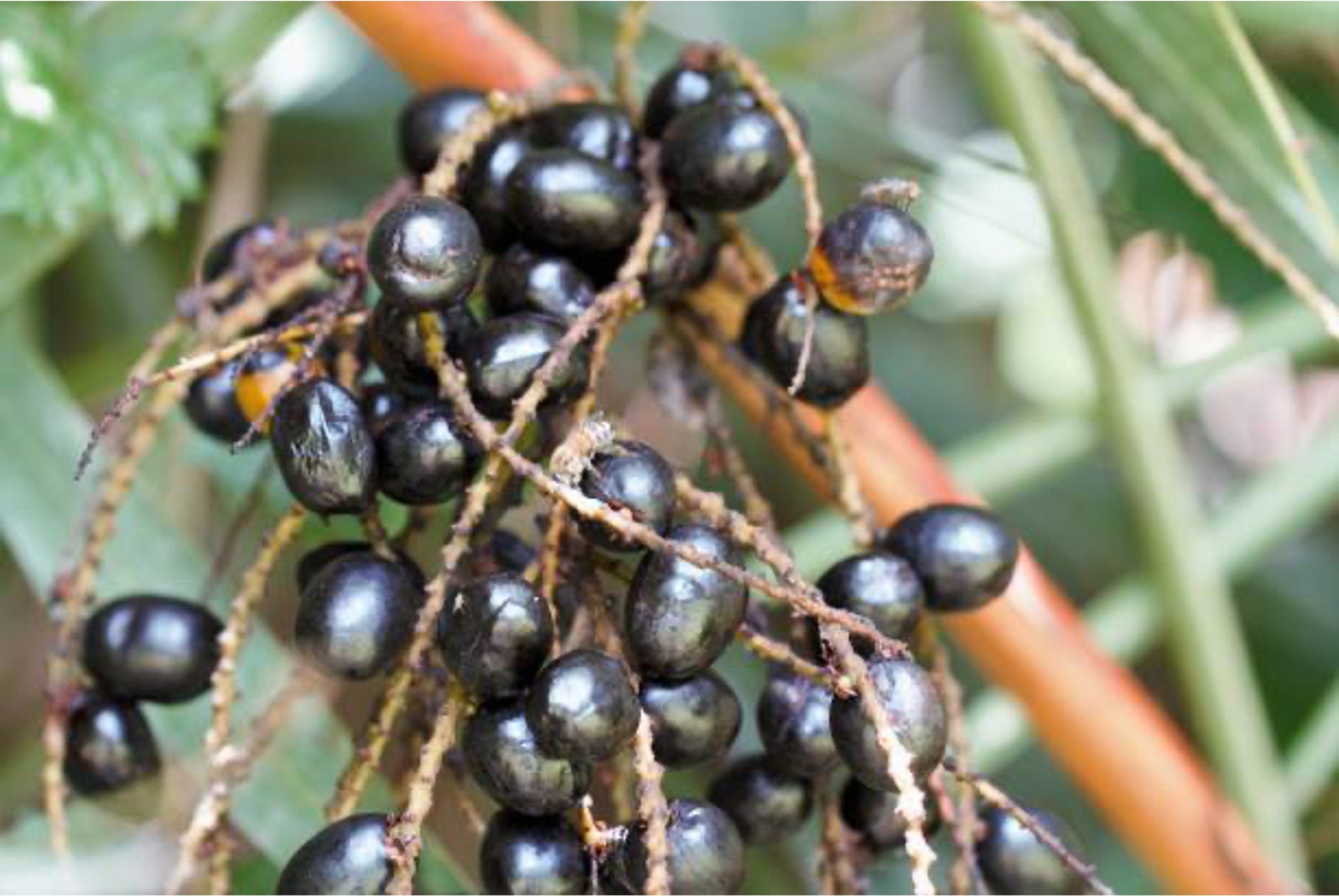Saw Palmetto for Hair Loss: Efficacy, Dosage & How to Take