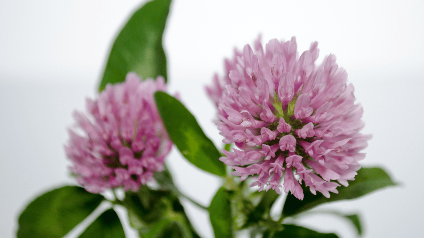 Capixyl: The Secret to Hair Revitalization – Trybello