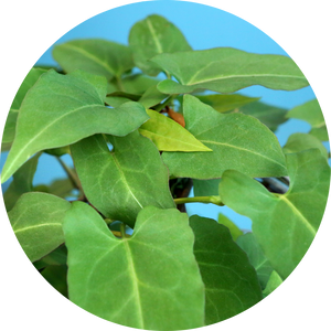 Polygonum Multiflorum (Fo-ti)