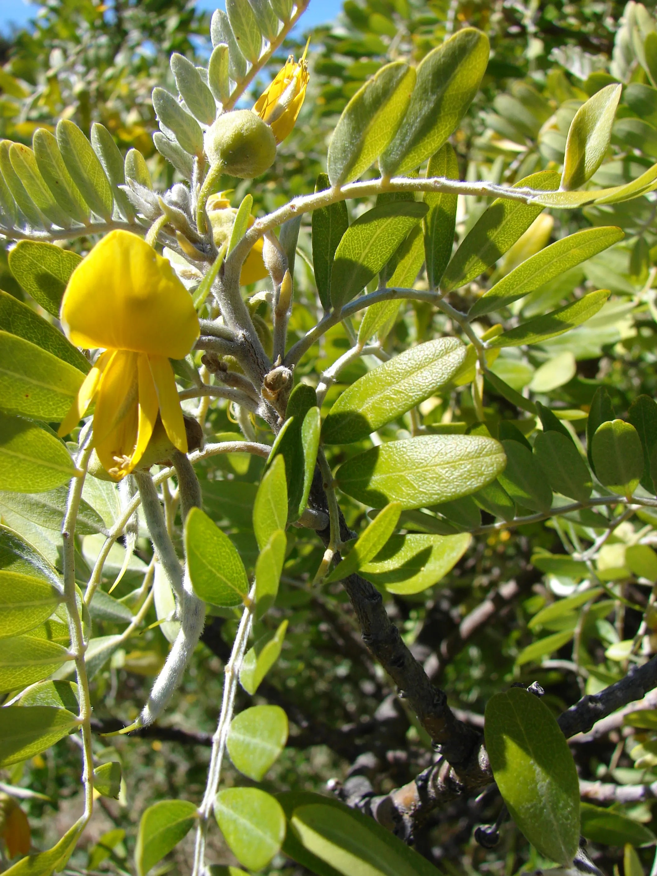 ingredient-image
